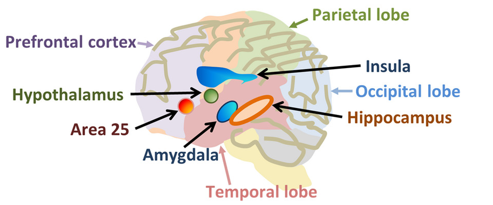 brain_areas